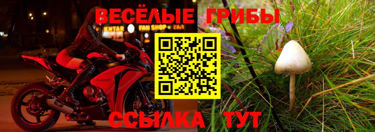 Галлюциногенные грибы Psilocybine cubensis Ейск